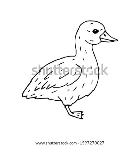 Vector hand drawn doodle sketch baby duckling isolated on white background