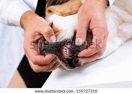 Photo veterinarian checks the teeth of a dog that is on the table