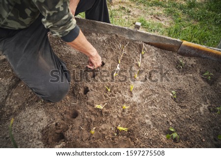 Young Caucasian rural man planting garlic in the ground at his farm.