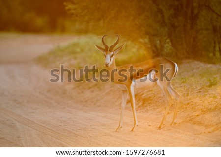 Springbok (Antidorcas marsupialis), Kgalagadi Transfrontier Park in rainy season, Kalahari Desert, South Africa/Botswana
