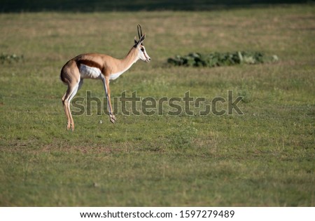 Springbok (Antidorcas marsupialis), jumping, Kgalagadi Transfrontier Park in rainy season, Kalhari Desert, South Africa/Botswana