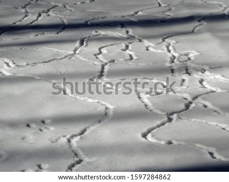 Animal tracks in the snow in the countryside
