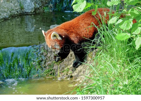 Cute red panda in the nature
