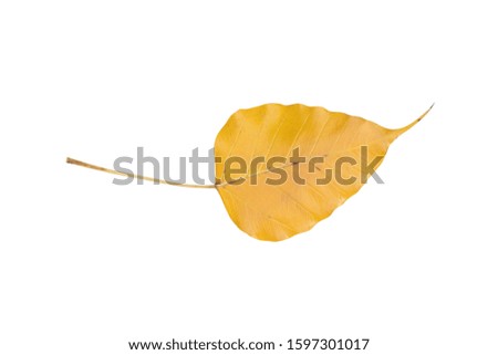 Yellow bodhi leaf isolated on white background.