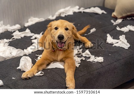 Golden retriever dog playing with toilet paper on messy sofa Royalty-Free Stock Photo #1597310614