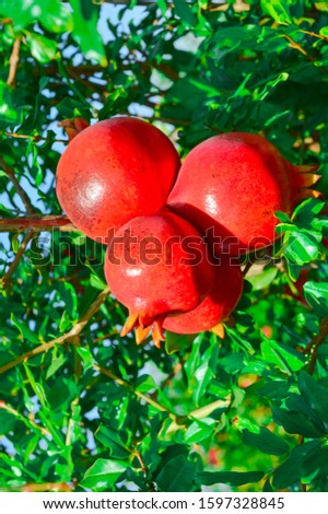 different pomegranate fruits close up view, granate tree. garnet on a tree,pomegranate fruits close up view,4 pomegranate fruits in one branch
