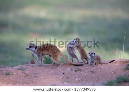 Suricate (Suricata suricatta). Kgalagadi Transfrontier Park, Kalahari desert, South Africa/Botswana