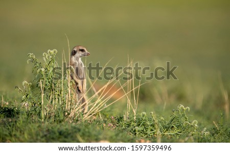 Suricate (Suricata suricatta).  Kgalagadi Transfrontier Park, Kalahari desert, South Africa/Botswana
