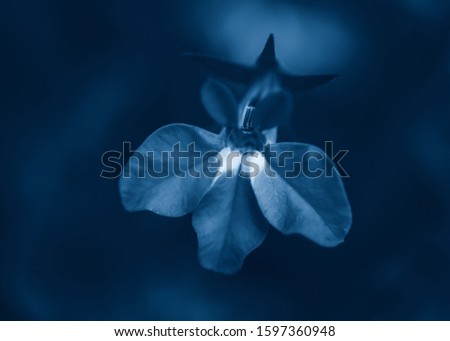 Beautiful fairy dreamy magic flower on faded blurry background. Natural eco backdrop wallpaper nature with copyspace. Toned with classic blue 2020 color.