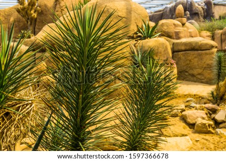 Joshua tree with the tree branches in closeup, Evergreen plant specie from the desert of America