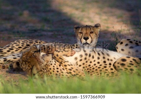 Cheetah (Acinonyx jubatus), Kgalagadi Transfrontier Park, Kalahari desert, South Africa/Botswana