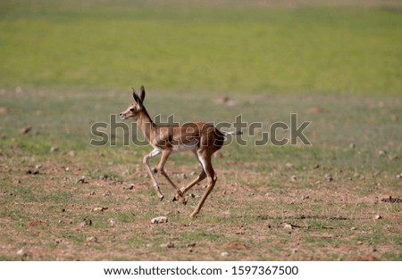 Springbok (Antidorcas marsupialis) - Lamb, Kgalagadi Transfrontier Park, Kalahari desert, South Africa/Botswana