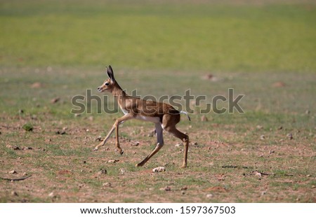 Springbok (Antidorcas marsupialis) - Lamb, Kgalagadi Transfrontier Park, Kalahari desert, South Africa/Botswana