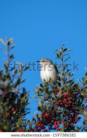 Northern Mockingbird perched in Holly Bush 