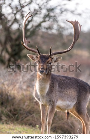 Portrait of deer (Dama dama) on soft background