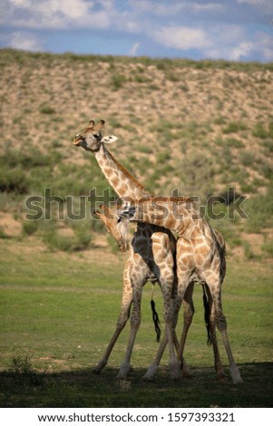 Giraffe (Giraffa giraffa giraffa) - Two males, Kgalagadi Transfrontier Park, Kalahari desert, South Africa/Botswana.