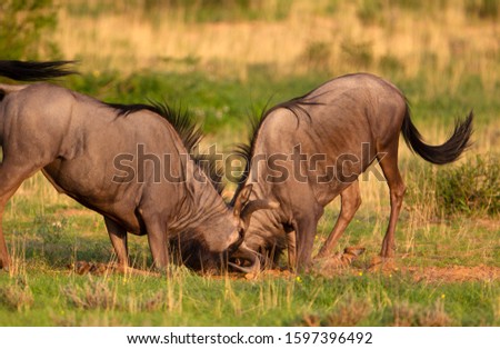 Blue wildebeest (Connochaetes taurinus), fighting, Kgalagadi Transfrontier Park, Kalahari desert, South Africa/Botswana