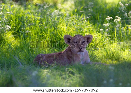 African lion (Panthera leo) -Cub,  Kgalagadi Transfrontier Park, Kalahari desert, South Africa/Botswana.