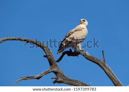 Tawny Eagle (Aquila Rapax), Kalahari desert, Kgalagadi Transfrontier Park, South Africa.
