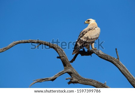 Tawny Eagle (Aquila Rapax), Kalahari desert, Kgalagadi Transfrontier Park, South Africa.
