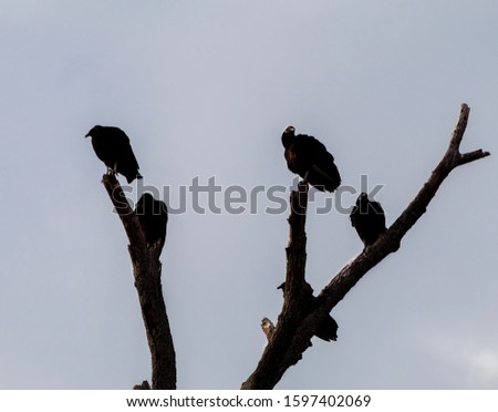 Scavenger Birds Perched on Old Elm Tree