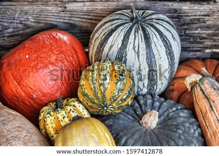 Pumpkins are the signs of autumn