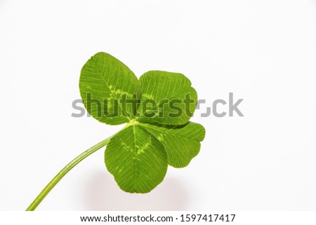 very rare four leaf clover