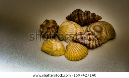 composition of exotic sea shells on plain  dark background and shell picked from beach sea life