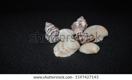 composition of exotic sea shells on plain  black background and shell picked from beach sea life