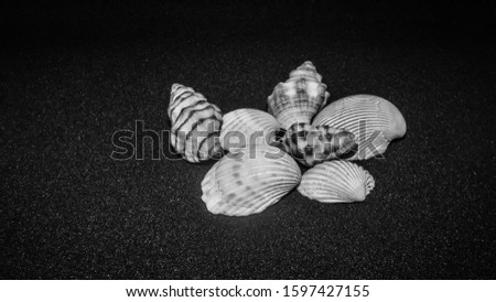 composition of exotic sea shells on plain  black background and shell picked from beach sea life