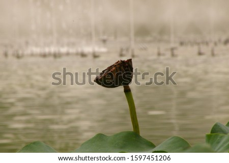 a picture of lotus flowers and lotus leaves