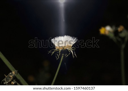 photo of nature, beautiful wild grass white flower closeup scene, 