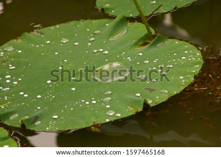 a picture of lotus flowers and leaves