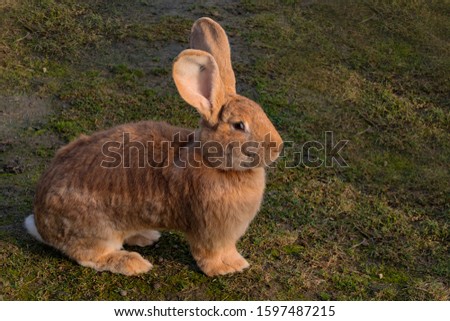 Rabbit standing on the ground looking ahead. (Oryctolagus cuniculus)