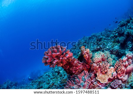 Fish hiding around a coral head