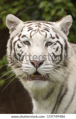 extreme close up of white tiger head