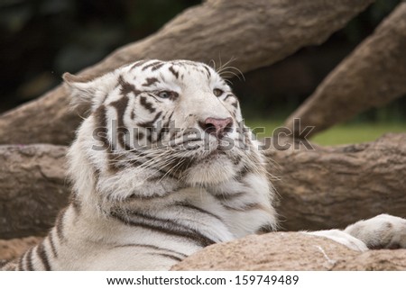 Close up of White tiger relaxing in pool
