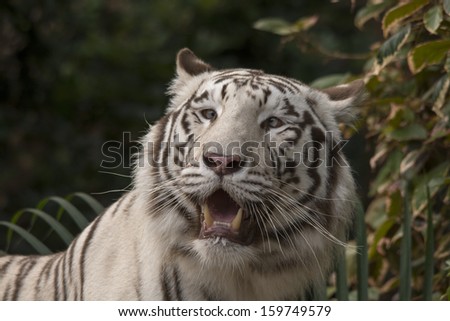 white tiger panting in forest
