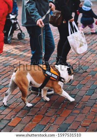 People are walking on cobblestone street with a cute bull dog on a leash that has a sign FREE HUGS.