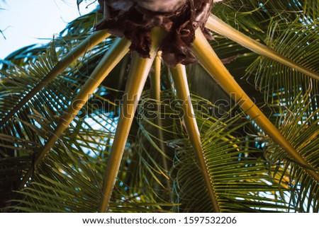 background texture of palm tree branches and leaves