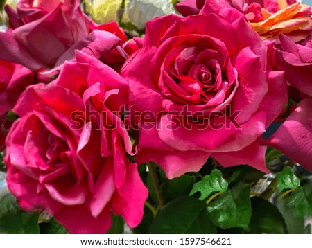 Pink  roses background  bouquet  on blue and coral   floral happy romantic  flowers for Valentine , women day  and birthday greetings card,beautiful nature 