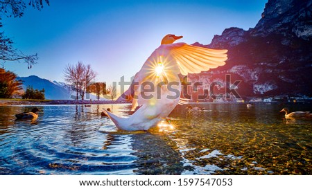 White Swan stands on a lake at sunset with bokeh background