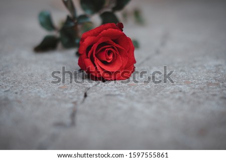 Close up beautiful red rose on the ground