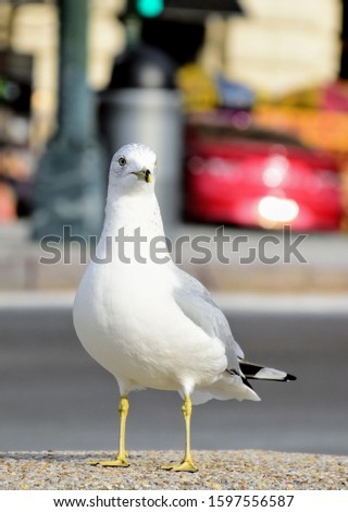 White bird in the street closeup pictures