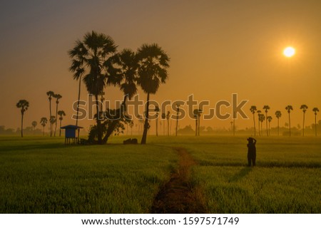 Beautiful scenery of sugar palm trees in rice field at morning sunrise.