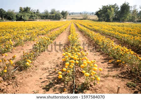 this pic show a lot of marigold flowers on outdoor field garden, industry farm in countryside Thailand