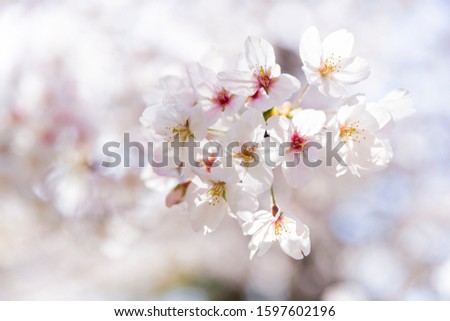 Cherry blossom petals in spring