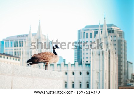 bird on top of building in salt lake city, Utah