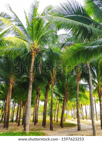 
Tall and luxuriant coconut trees by the sea