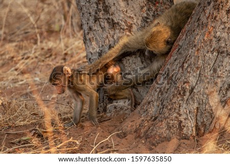 
wild baboon mother with her baby